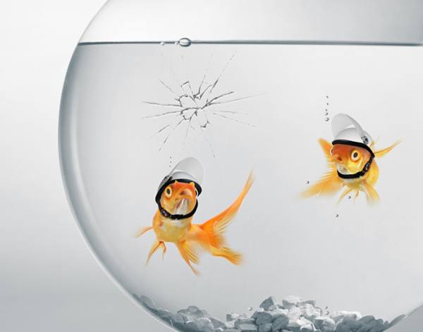 Photograph Pankajj Aroraa Fish Wearing Helmet on One Eyeland